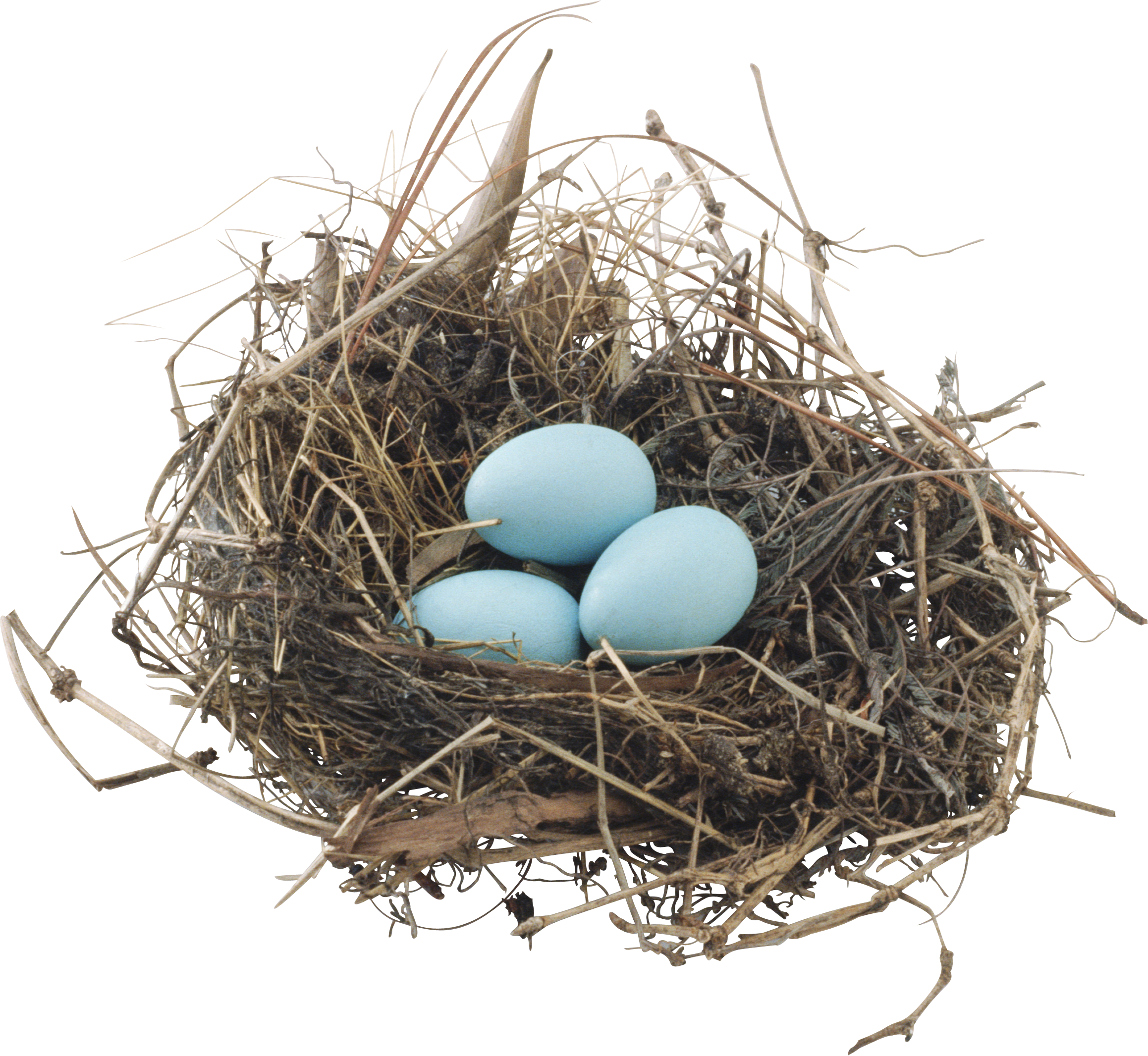 Detail Elaborate Nest Builder Nomer 35