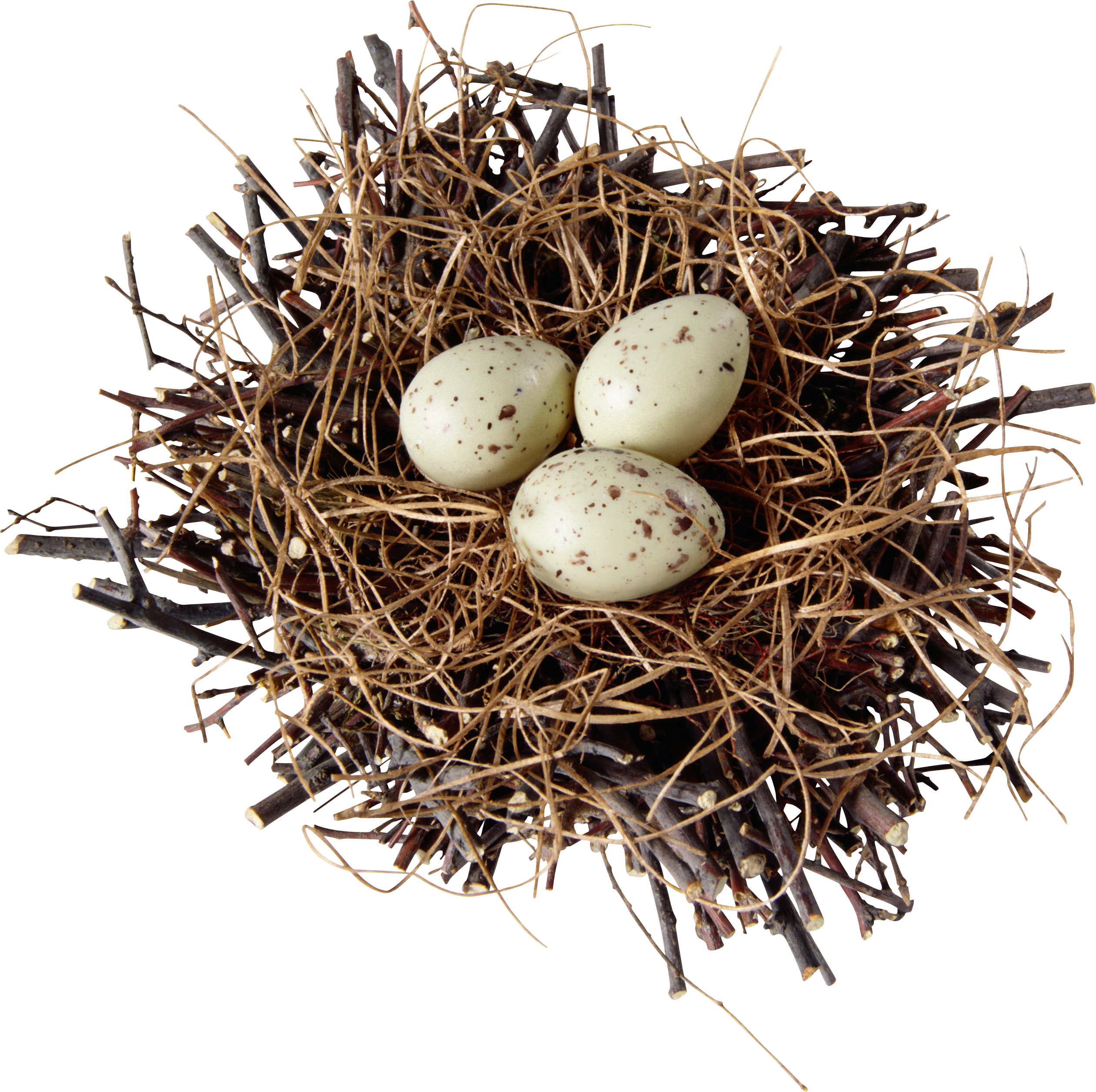 Detail Elaborate Nest Builder Nomer 36