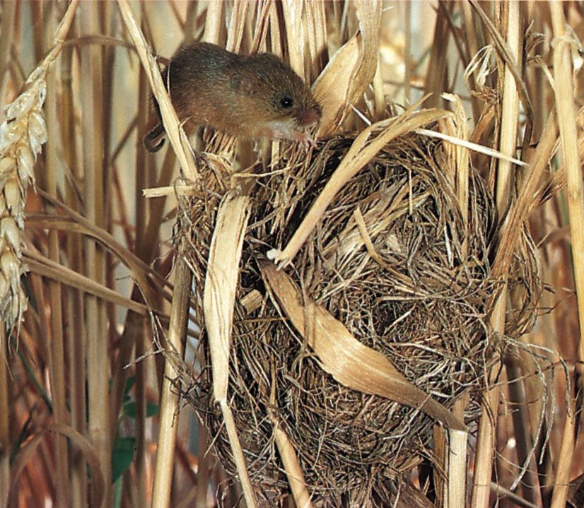 Detail Elaborate Nest Builder Nomer 37
