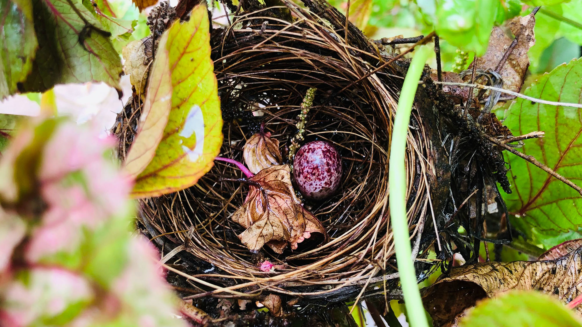 Detail Elaborate Nest Builder Nomer 5