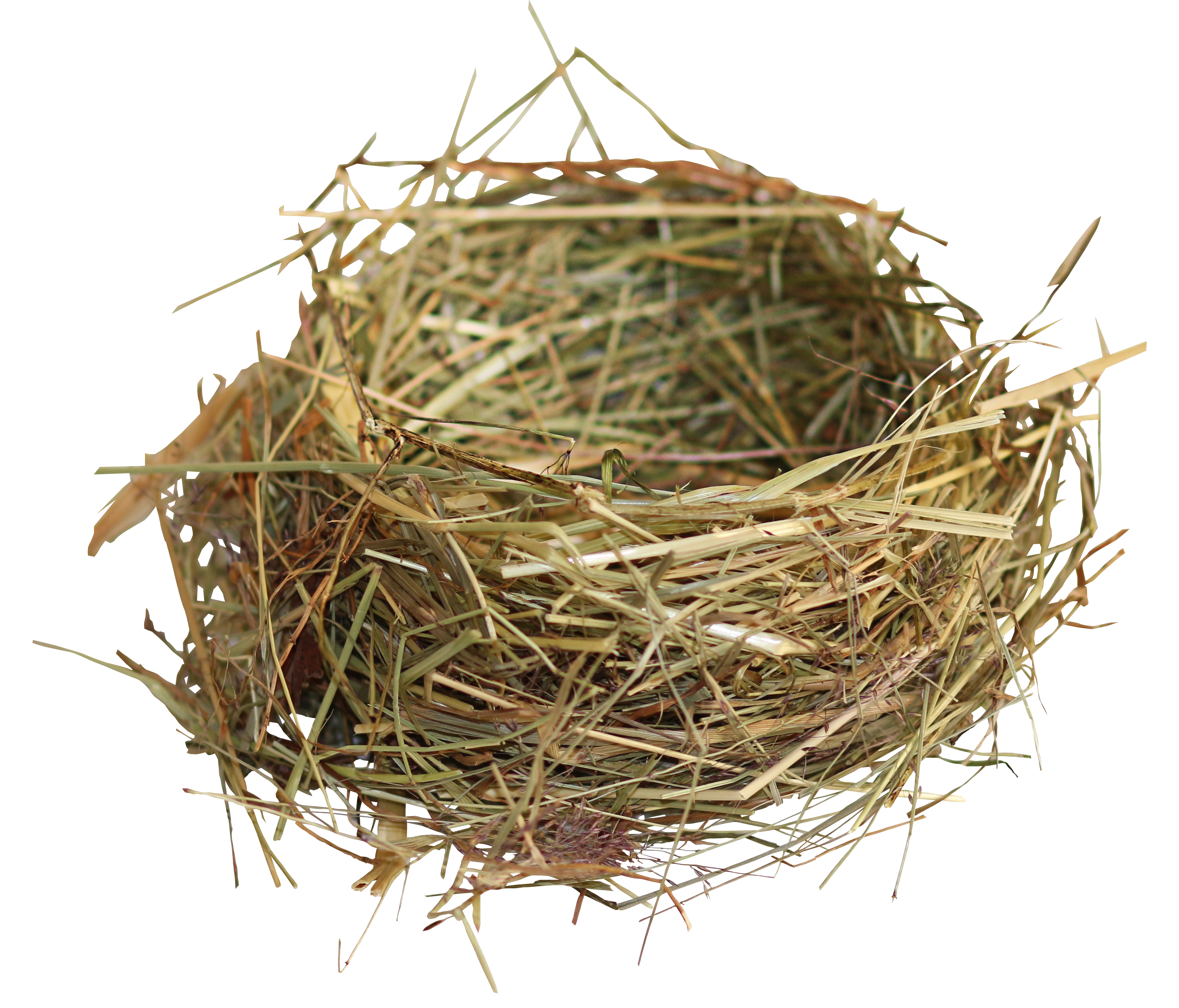 Detail Elaborate Nest Builder Nomer 39
