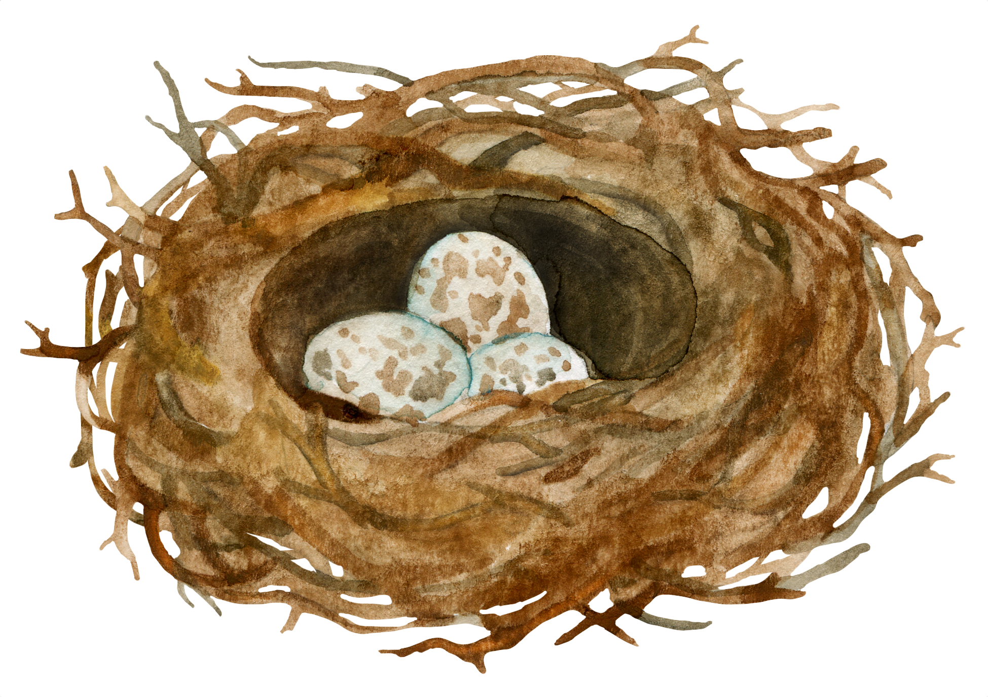 Detail Elaborate Nest Builder Nomer 41