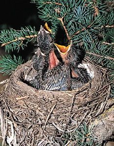 Detail Elaborate Nest Builder Nomer 42