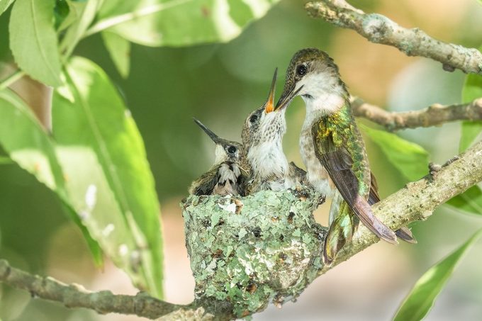 Detail Elaborate Nest Builder Nomer 46