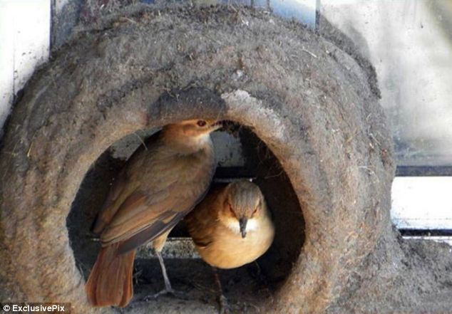 Detail Elaborate Nest Builder Nomer 48