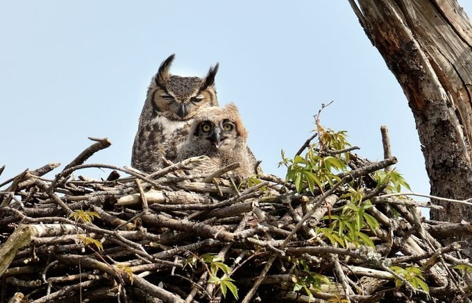 Detail Elaborate Nest Builder Nomer 49