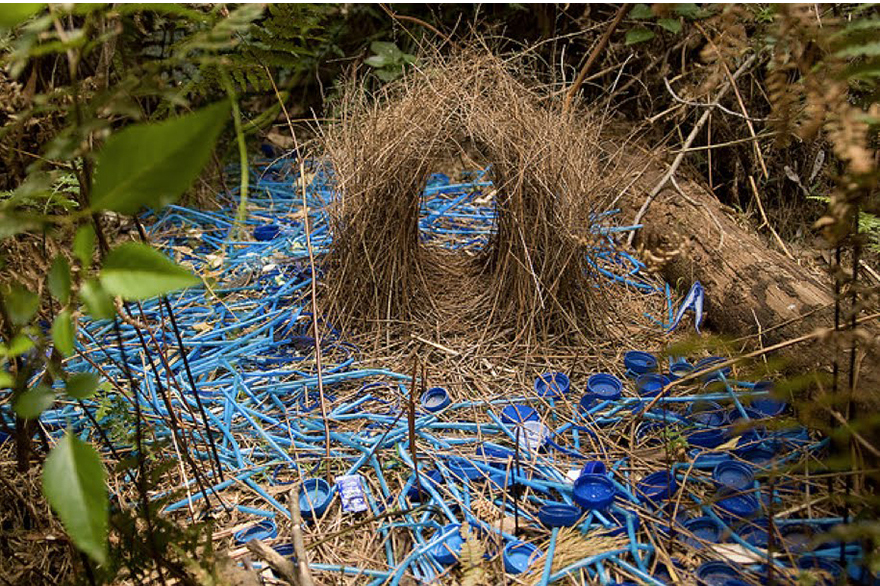 Detail Elaborate Nest Builder Nomer 8