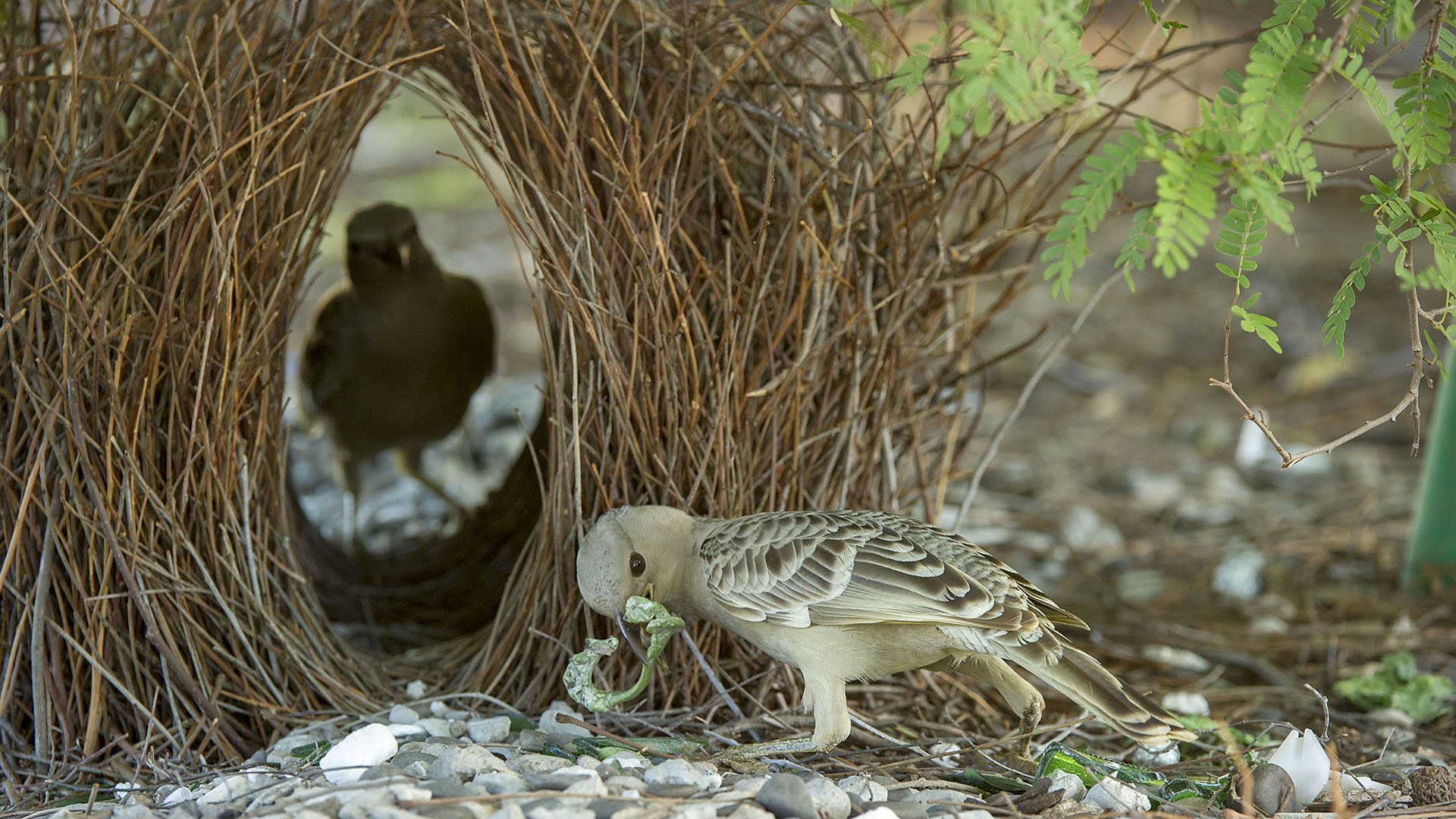 Detail Elaborate Nest Builder Nomer 10