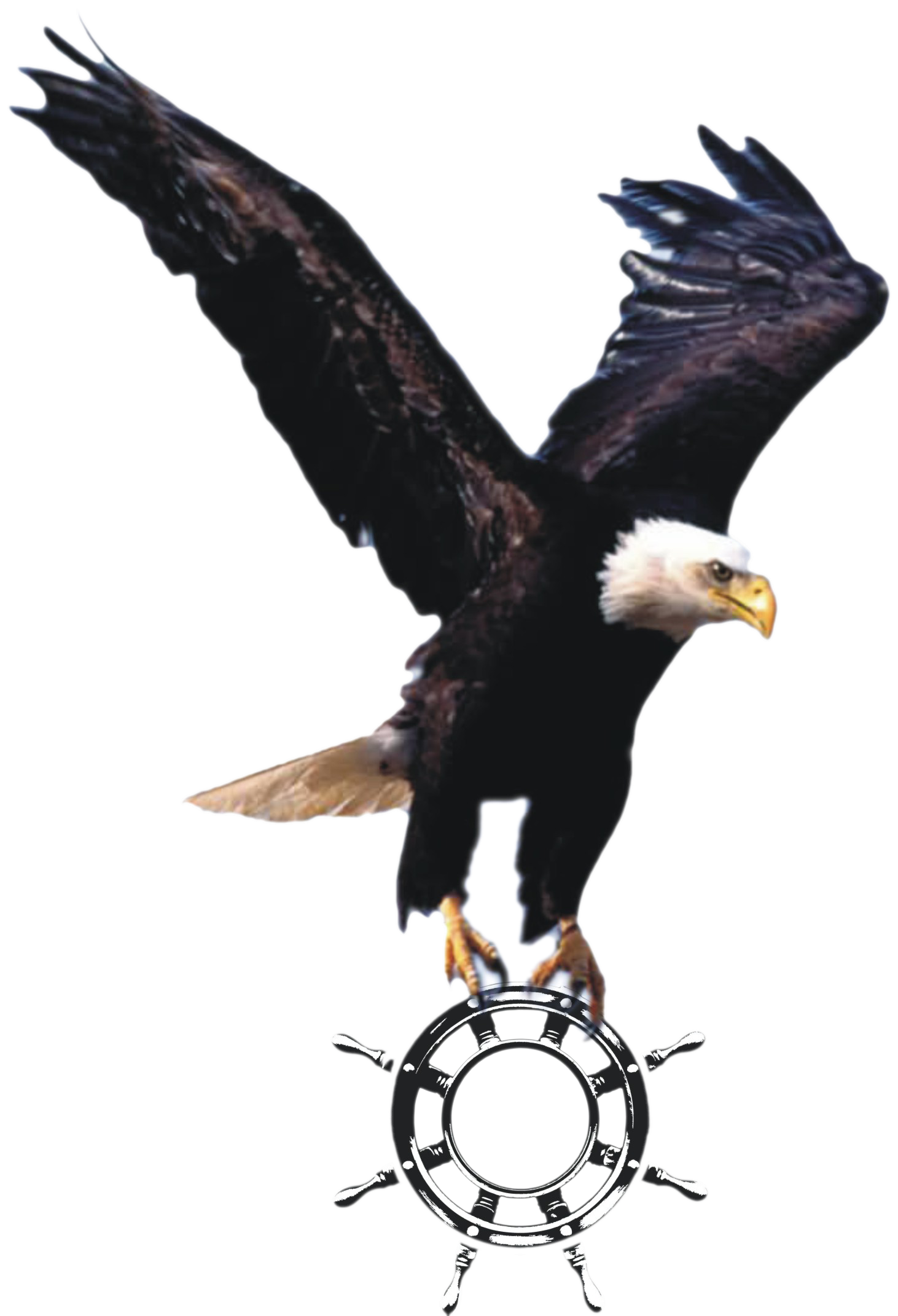 Detail Elang Png Vector Nomer 34