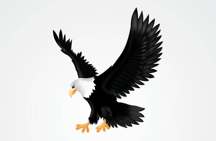 Detail Elang Png Vector Nomer 54