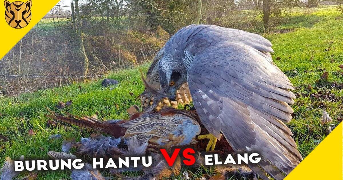 Detail Elang Vs Burung Hantu Nomer 17