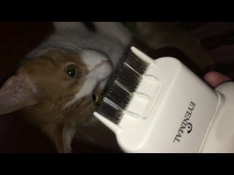 Detail Electric Flea Comb For Cats Nomer 19