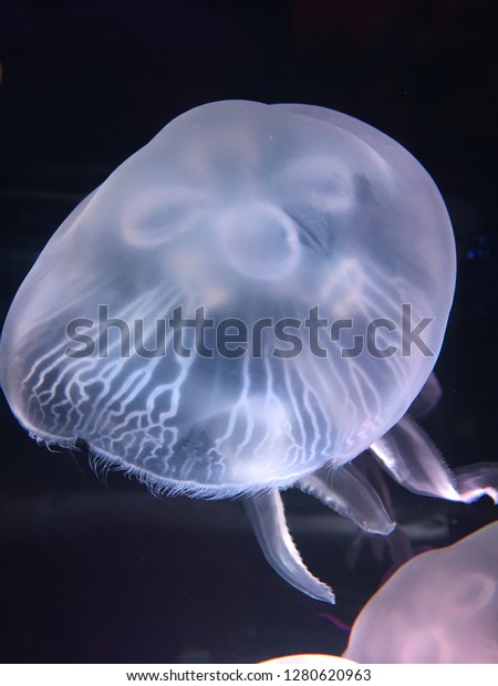 Detail Electric Jellyfish Aquarium Nomer 46