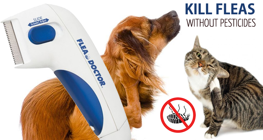 Detail Electronic Flea Comb For Cats Nomer 28