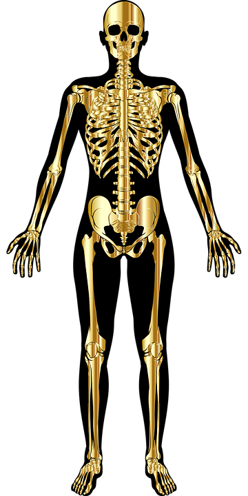 Detail Zeichnung Skelett Nomer 17