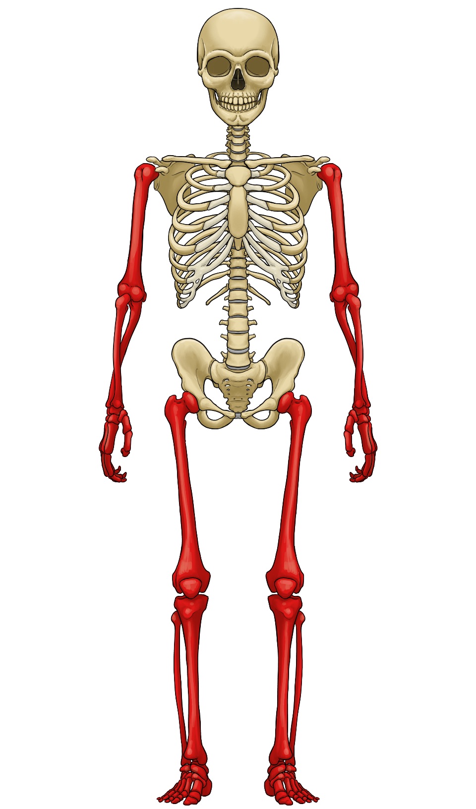 Detail Zeichnung Skelett Nomer 3