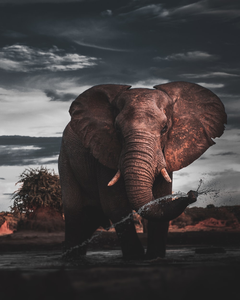 Elephant Background - KibrisPDR
