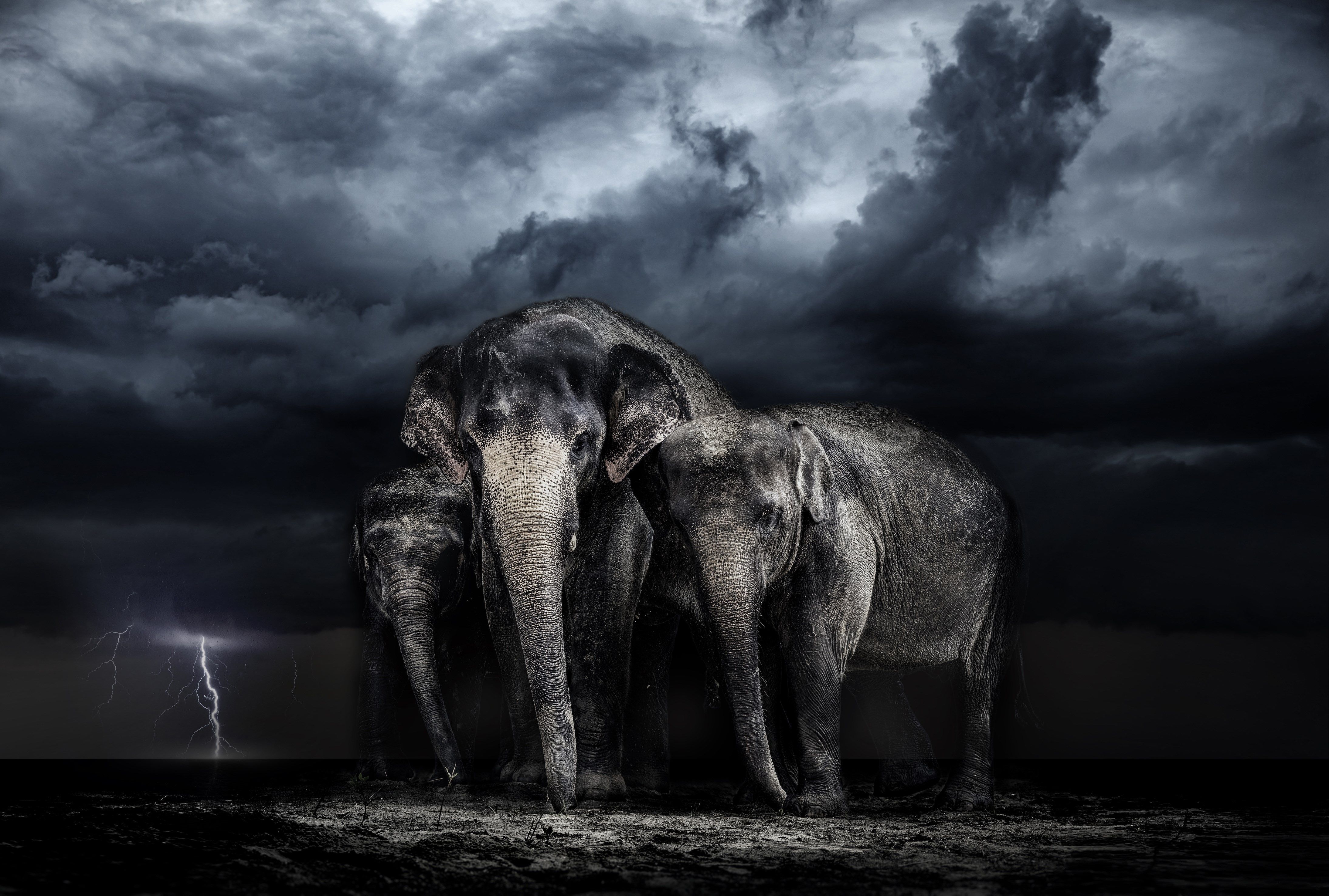 Detail Elephant Background Nomer 11