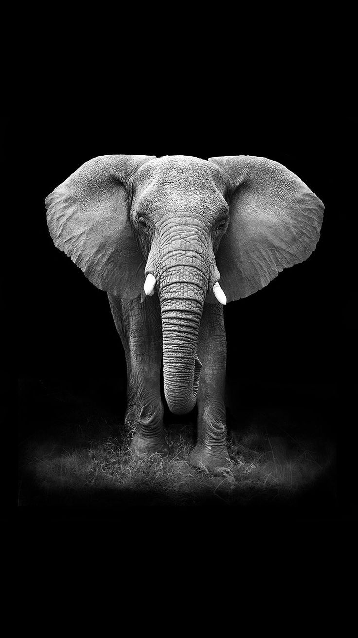 Detail Elephant Background Nomer 16