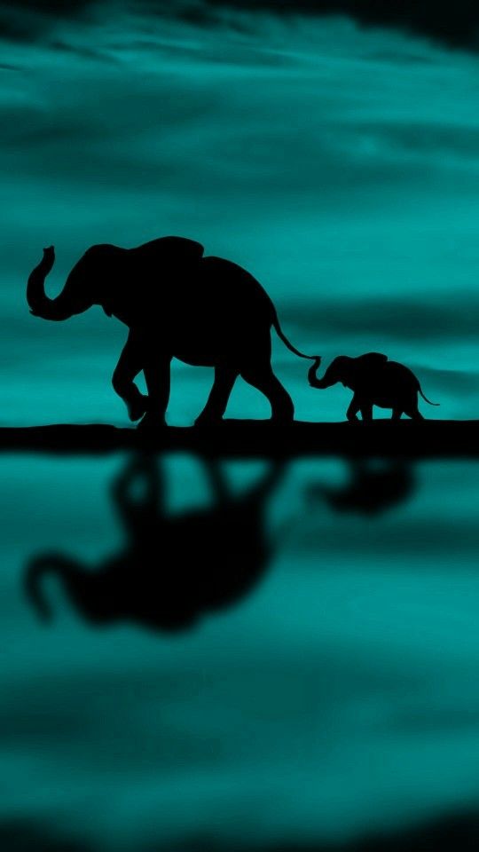 Detail Elephant Background Nomer 18