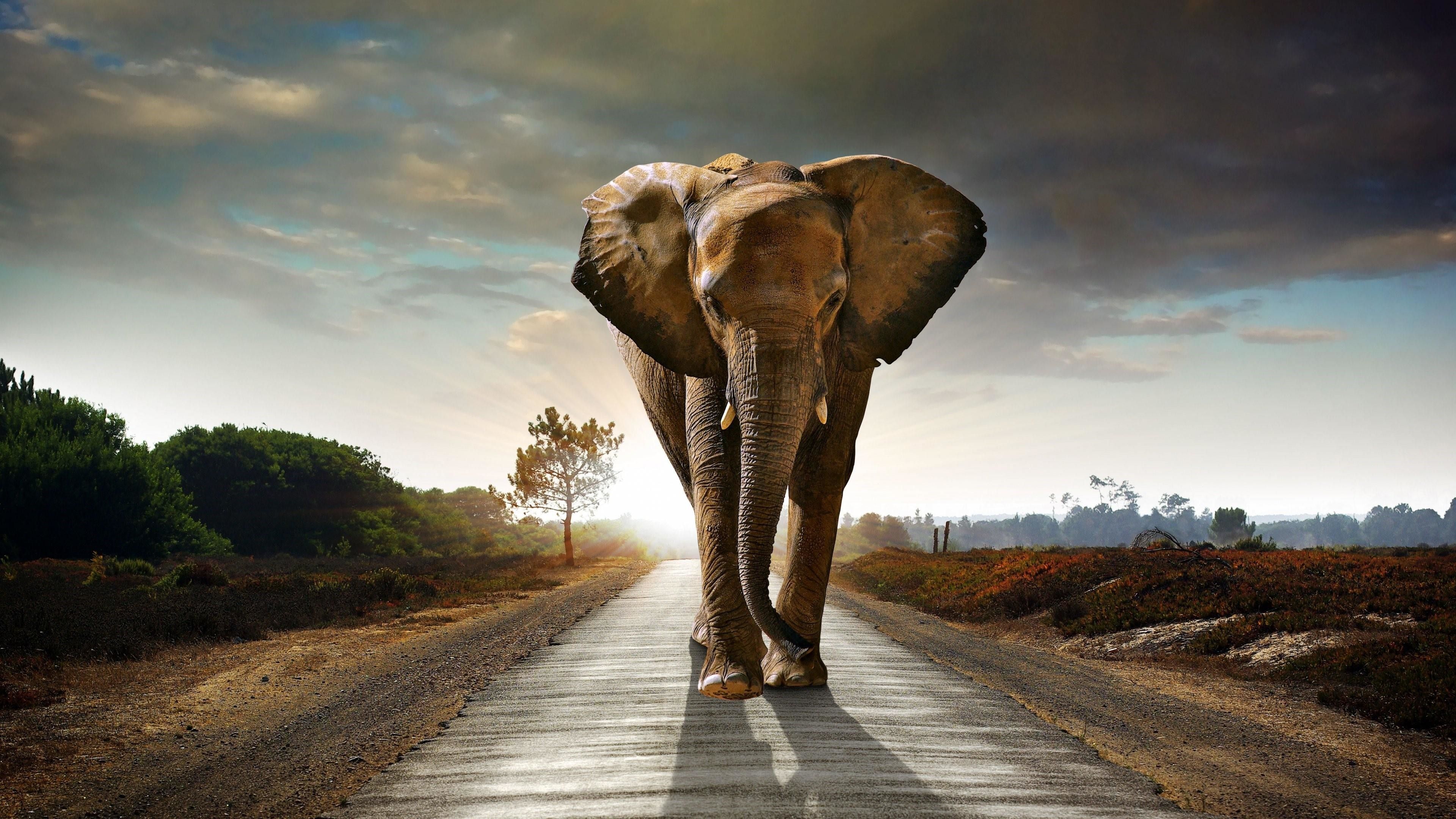 Detail Elephant Background Nomer 3