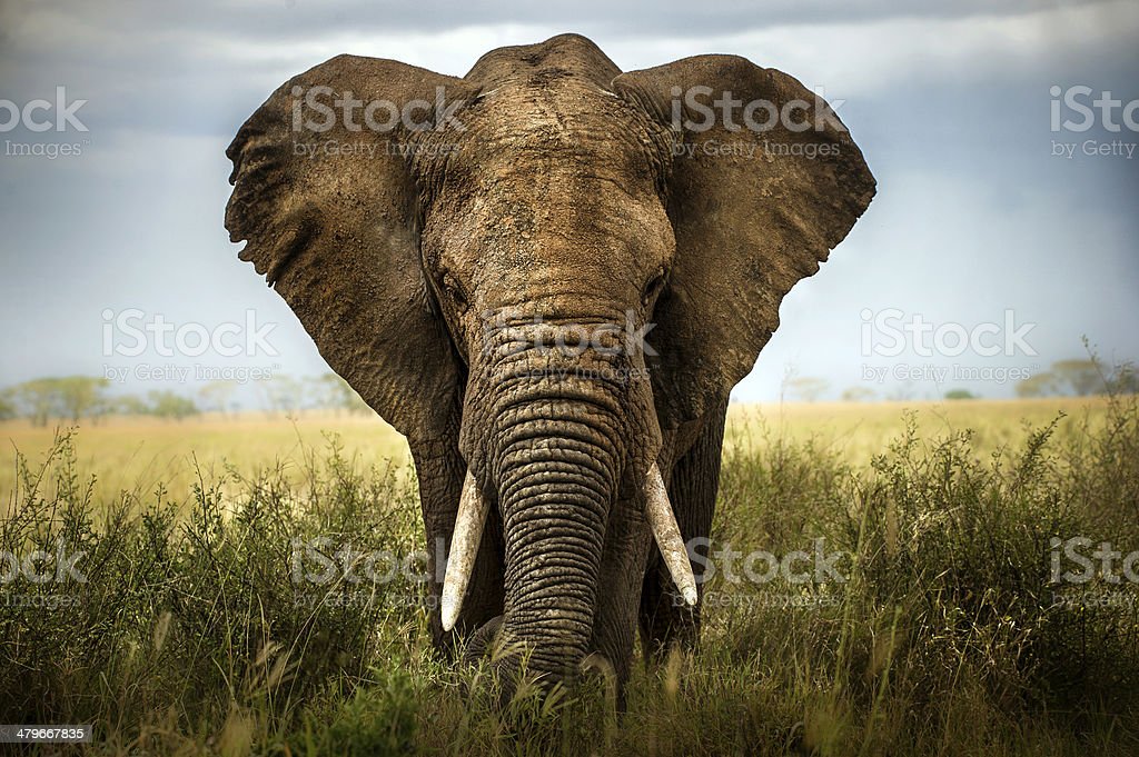 Detail Elephant Background Nomer 23