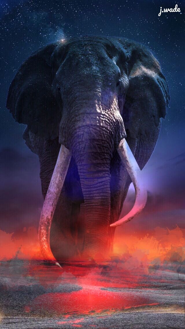 Detail Elephant Background Nomer 25
