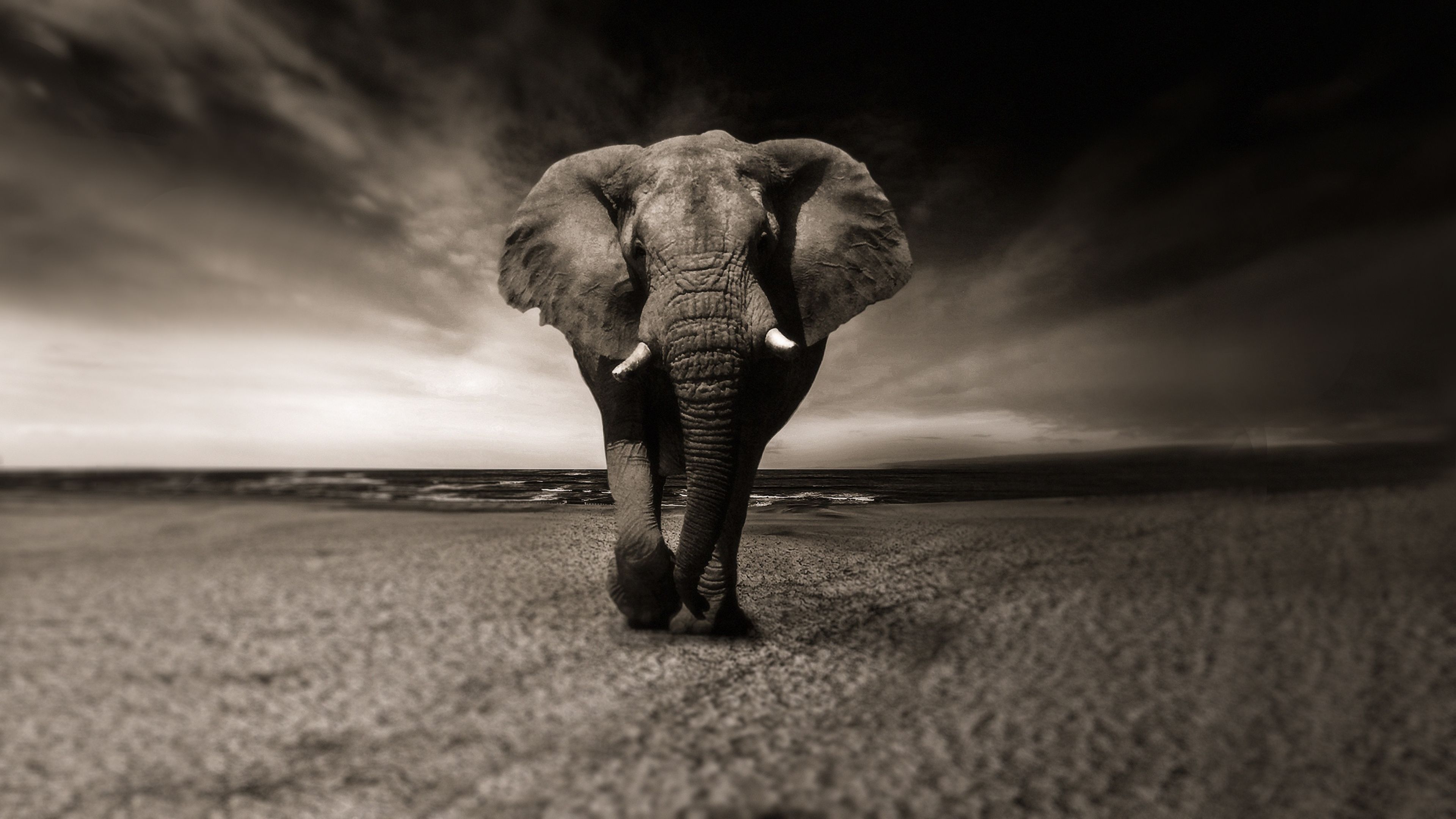 Detail Elephant Background Nomer 26