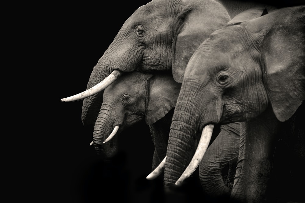 Detail Elephant Background Nomer 29