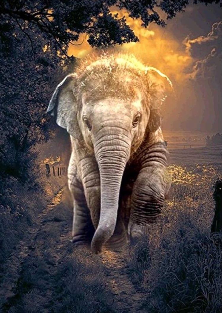 Detail Elephant Background Nomer 4