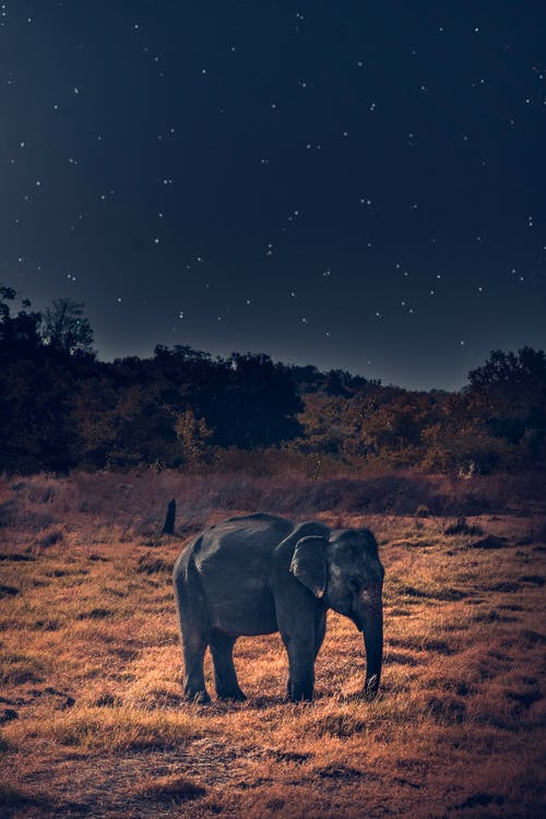Detail Elephant Background Nomer 33