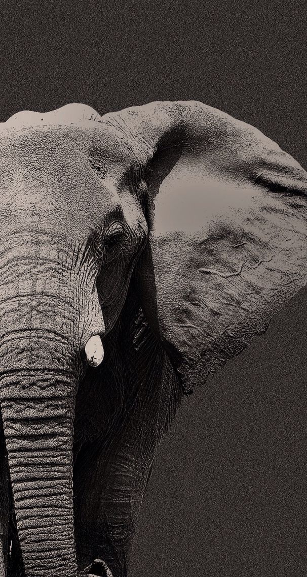 Detail Elephant Background Nomer 34