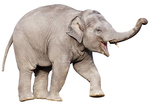 Detail Elephant Background Nomer 37
