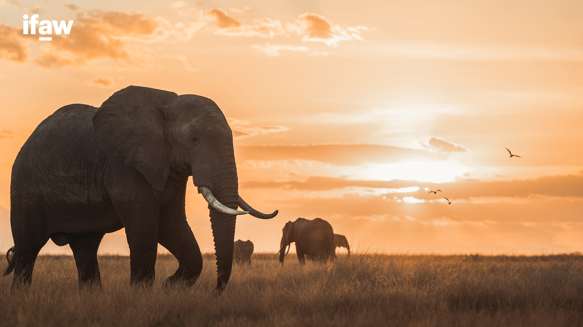 Detail Elephant Background Nomer 5