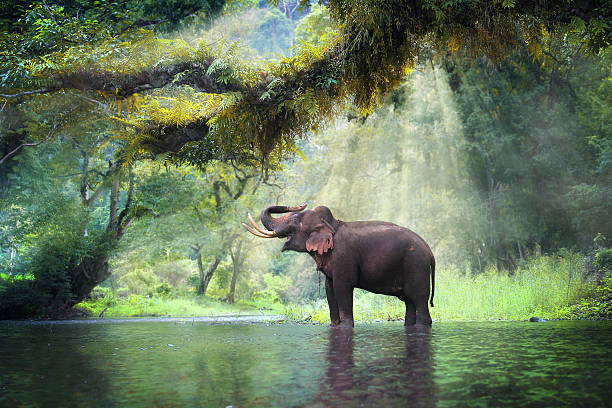 Detail Elephant Background Nomer 42