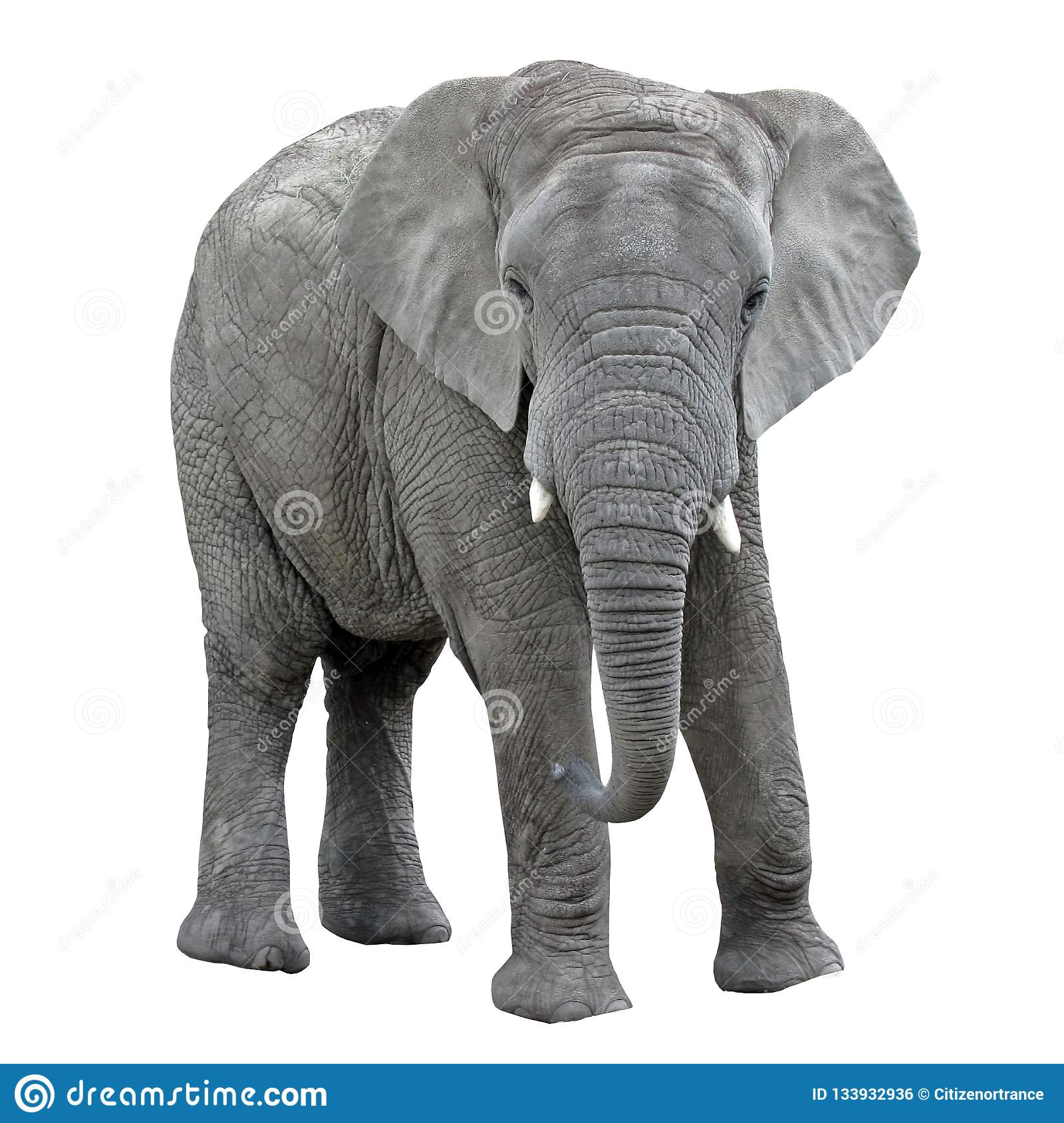 Detail Elephant Background Nomer 47