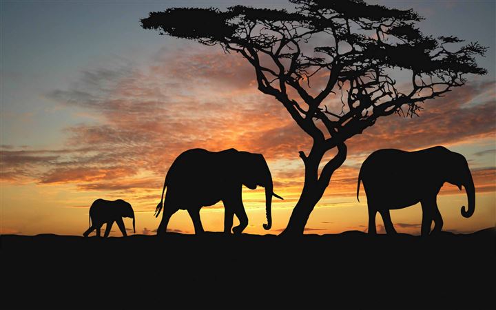 Detail Elephant Background Nomer 48