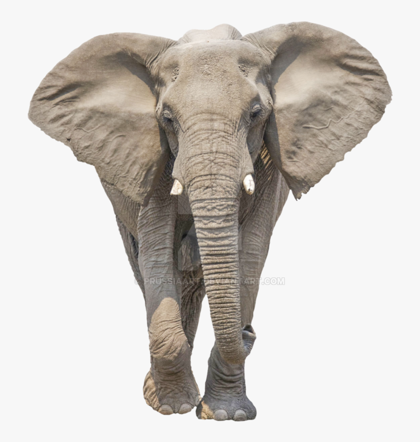 Detail Elephant Background Nomer 49