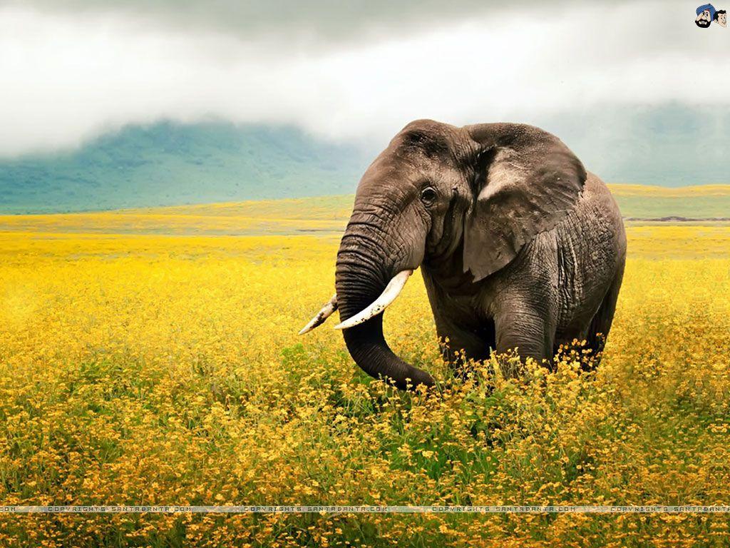 Detail Elephant Background Nomer 50