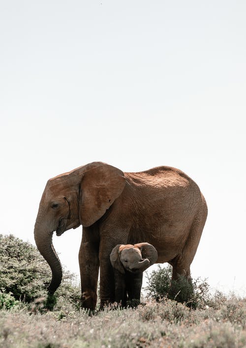 Detail Elephant Background Nomer 53
