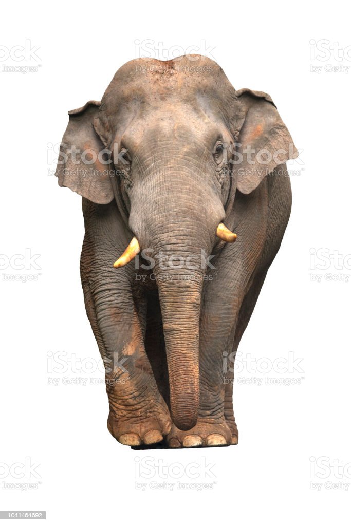 Detail Elephant Background Nomer 57