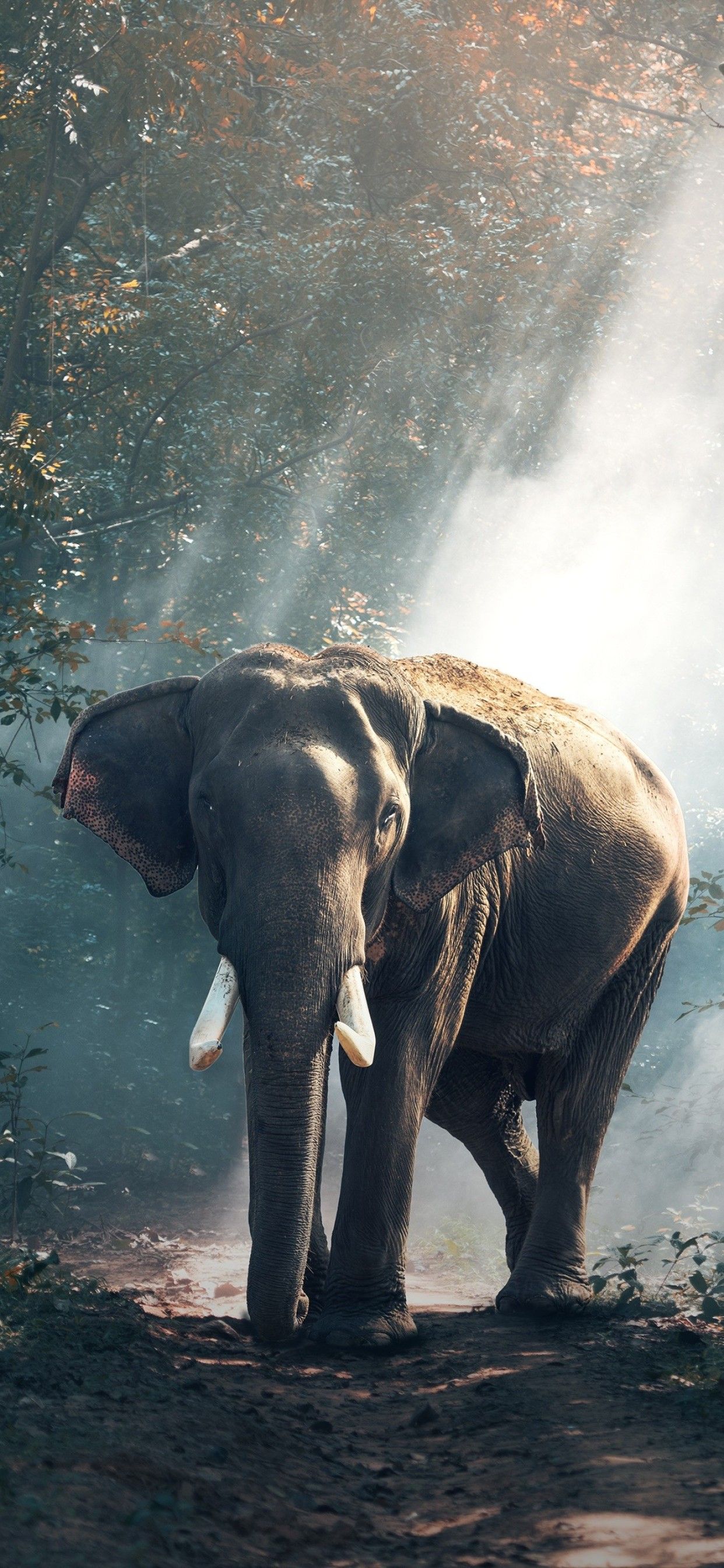 Detail Elephant Background Nomer 7