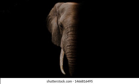 Detail Elephant Background Images Nomer 13