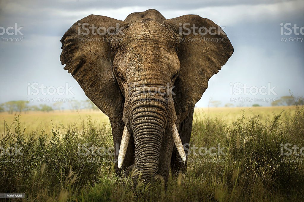 Detail Elephant Background Images Nomer 15