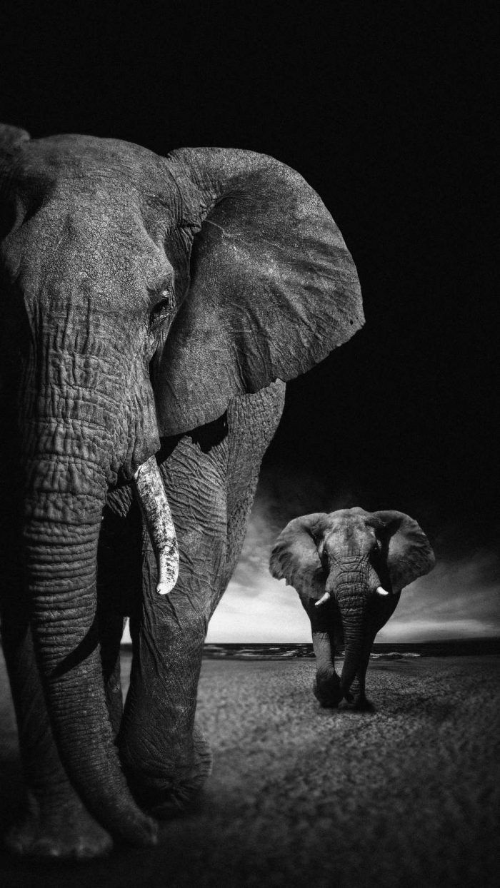 Detail Elephant Background Images Nomer 18