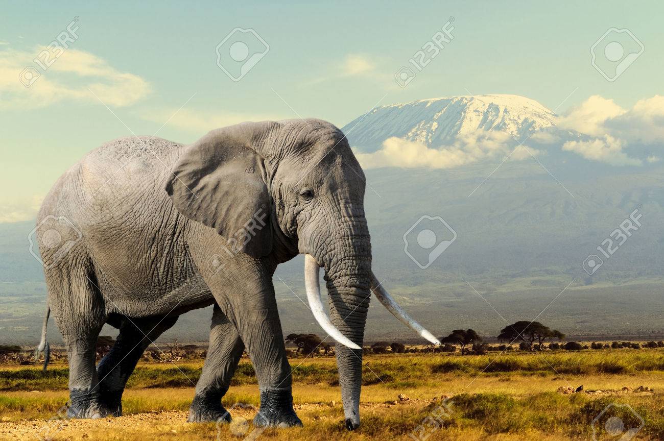 Detail Elephant Background Images Nomer 22