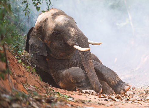 Download Elephant Background Images Nomer 25