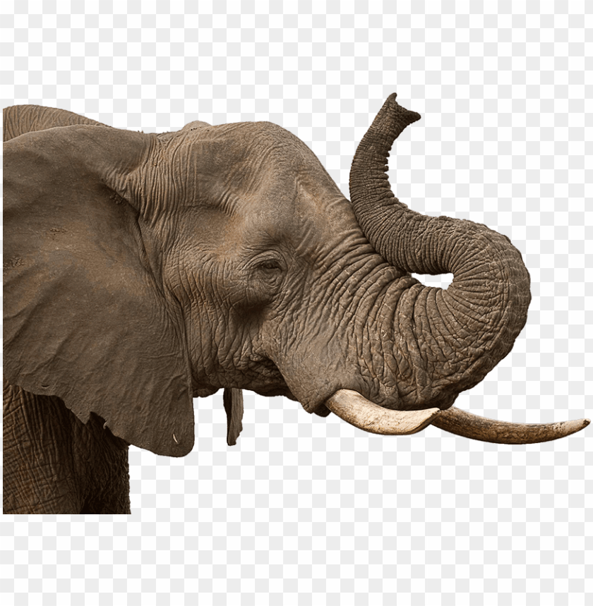 Download Elephant Background Images Nomer 38