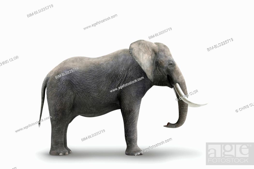 Detail Elephant Background Images Nomer 40