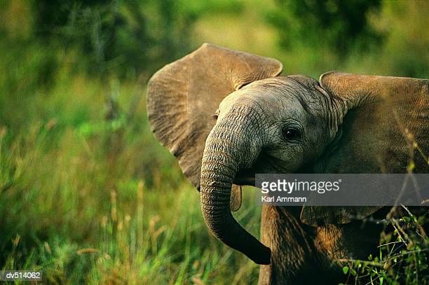 Detail Elephant Background Images Nomer 55